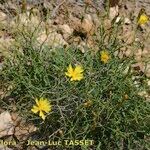 Launaea lanifera 整株植物