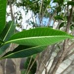Tabernaemontana persicariifolia Leaf