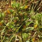 Ononis pubescens Leaf