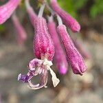 Silene schafta Flower