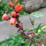 Echeveria bicolor Floro