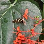 Clerodendrum speciosissimum Feuille