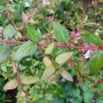 Abelia schumannii 葉