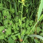 Sisymbrium officinale Tervik taim