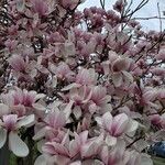 Magnolia × soulangeanaKukka