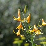 Lilium canadense Цвят