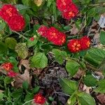 Lantana camaraBlüte