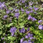 Phacelia bipinnatifida Flor