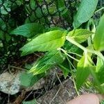 Epilobium ciliatumLeaf