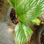 Tacca chantrieri Leaf