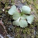 Saxifraga spathularis Leaf