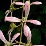 Congea tomentosa Flor