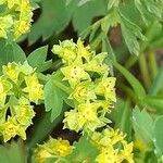 Alchemilla glabra Virág