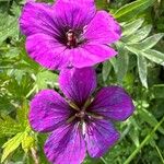 Geranium psilostemon പുഷ്പം