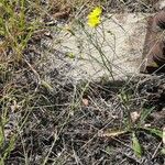 Crepis tectorum Habit