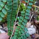 Asplenium trichomanes Φύλλο