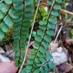 Asplenium trichomanes 葉