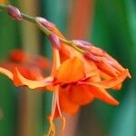 Crocosmia × crocosmiiflora