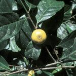 Chrysophyllum venezuelanense Fruto