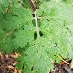 Tanacetum parthenium Hoja