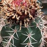 Melocactus matanzanus Kůra