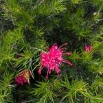 Grevillea rosmarinifoliaFlor