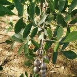 Pistacia atlantica Fruit