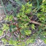 Euphorbia peplus Leaf