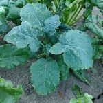 Brassica napus आदत