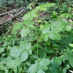 Rubus polonicus Leaf