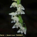 Goodyera repens Цветок
