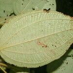 Miconia crenata Feuille