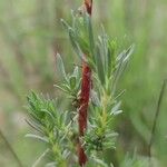 Bassia prostrata Leaf