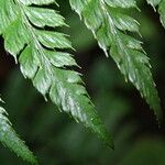 Polystichum transvaalense Leaf