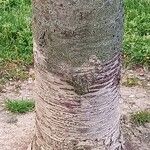 Prunus glandulosa 树皮