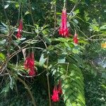 Fuchsia boliviana Floro