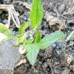 Arabis auriculata Leaf