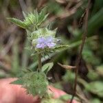 Marsypianthes chamaedrys Flor