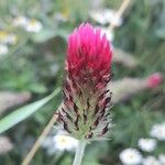 Trifolium incarnatum Квітка