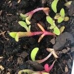 Dorotheanthus bellidiformis Hoja