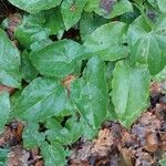 Epimedium alpinumЛист