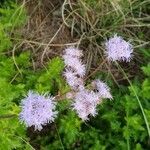 Conoclinium coelestinum Flower