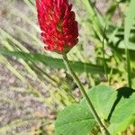 Trifolium incarnatum Lorea