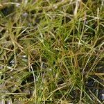 Eleocharis parvula Hábito