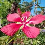 Hibiscus coccineus Kwiat