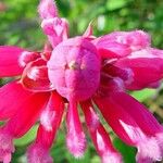 Salvia involucrata Žiedas