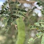 Vachellia niloticaFruit