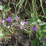 Strobilanthes tomentosa Агульны выгляд