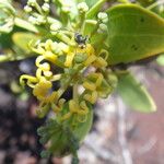 Stenocarpus tremuloides List