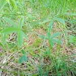 Potentilla alba Hábito